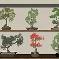 Different Types of Bonsai Trees Displayed On Shelves With Green And Red Foliage