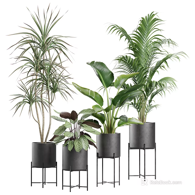 Various Potted Green Plants In Black Metal Pots With Stands And Lush Leaves 3d model 