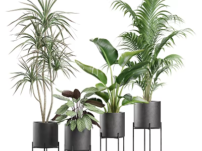 Various Potted Green Plants In Black Metal Pots With Stands And Lush Leaves 3d model