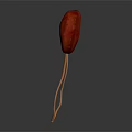 Realistic Human Kidneys Anatomy With Connected Blood Vessels Medical Illustration