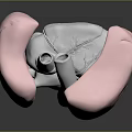 Human Thoracic Organ Lungs 3D Rendering Showing Anatomical Structure And Internal Details 3d model