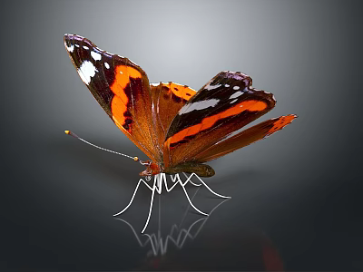 Orange and black butterfly with white spots spread wings detailed wing textures on dark background 3d model