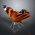 Orange and black butterfly with white spots spread wings detailed wing textures on dark background