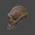 Detailed Brown Animal Skull With Natural Texture And Anatomical Features
