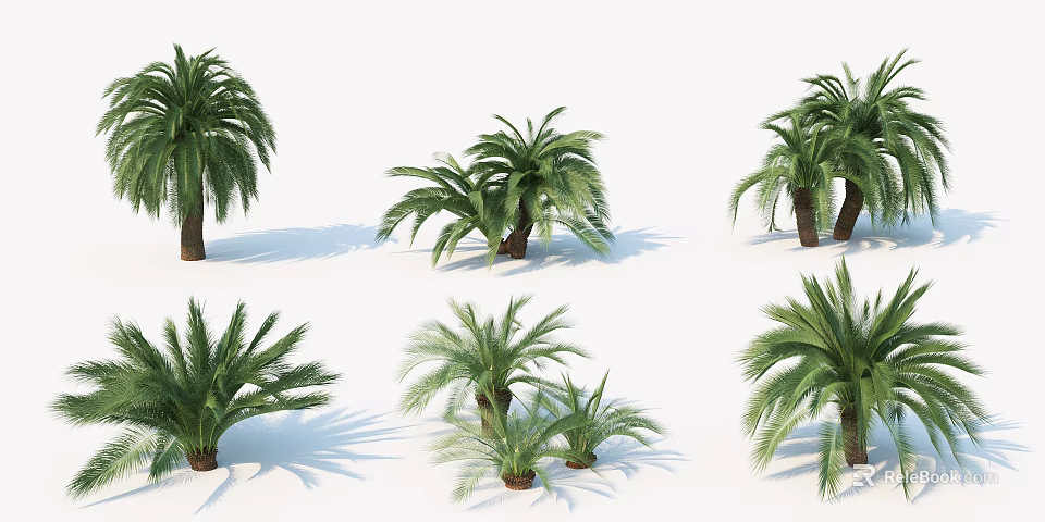Display of Various Palm Trees with Different Forms and Sizes on White Background 3d model 