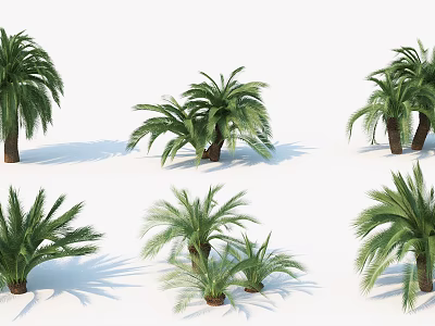 Display of Various Palm Trees with Different Forms and Sizes on White Background 3d model