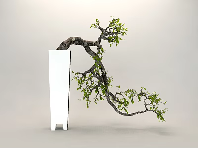 Bonsai Plant with Curved Trunk and Green Leaves in White Rectangular Pot on Gray Background 3d model