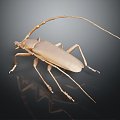 Modern Beetle Buffalo Beetle Scarab 3d model