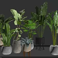 Various Indoor Potted Green Plants With Different Stylish Planters And Stands