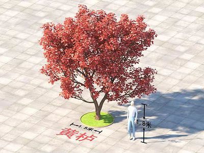 Red Leaf Smoke Tree Arbor With 5 Meters Height Near Person On Paved Square Tiles 3d model