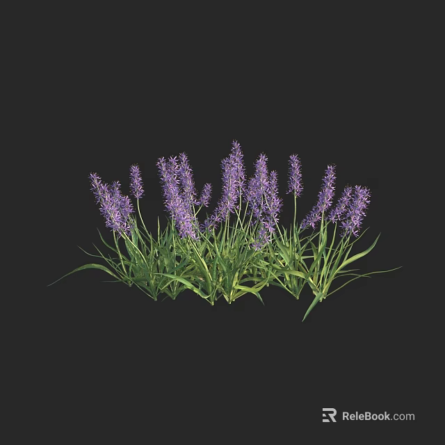 Blooming Lavender Plant With Purple Flower Spikes And Lush Green Leaves 3d model 