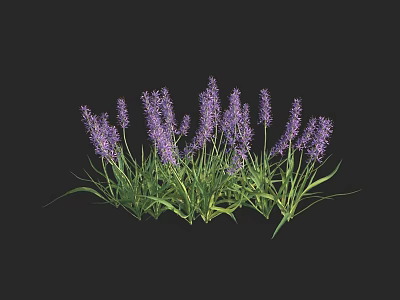 Blooming Lavender Plant With Purple Flower Spikes And Lush Green Leaves 3d model