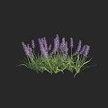 Blooming Lavender Plant With Purple Flower Spikes And Lush Green Leaves