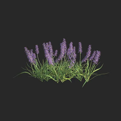 Blooming Lavender Plant With Purple Flower Spikes And Lush Green Leaves 3d model