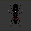 Detailed Realistic Cockroach With Dark Body And Red Legs On Gray Background