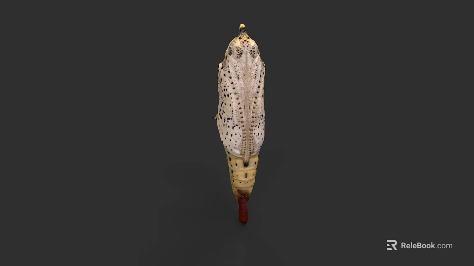 Detailed Close Up View Of White Pupa With Black Spots And Brown Base Structure 3d model 