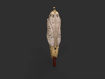 Detailed Close Up View Of White Pupa With Black Spots And Brown Base Structure 3d model