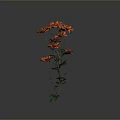 Orange Flowers Blooming with Vibrant Petals Green Stems and Fresh Leaves Against Dark Background