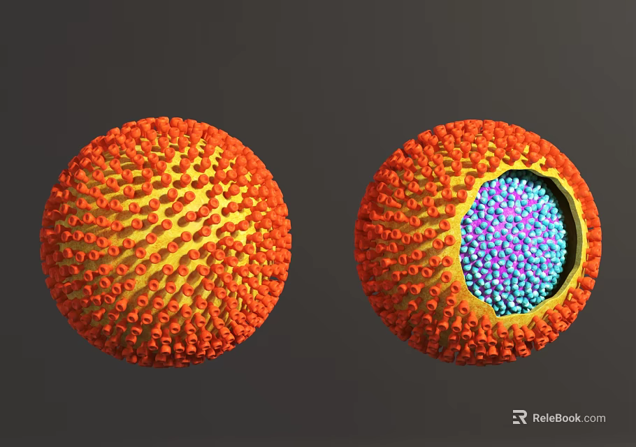 Virus Structure External View And Internal Cross Section With Orange Spikes And Blue Purple Particles 3d model 