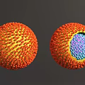 Virus Structure External View And Internal Cross Section With Orange Spikes And Blue Purple Particles