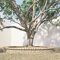 Lush Green Arbor With Thick Trunk And Shadow On White Wall Sandy Ground