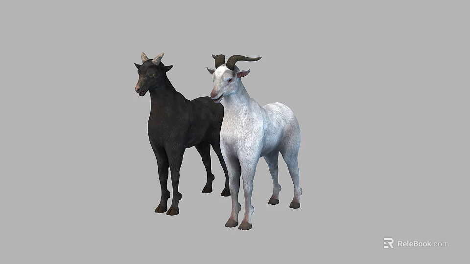 Two Black and White Goats Standing Together Against Gray Background 3d model