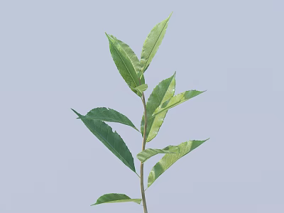 Green Plant With Slender Stem And Multiple Leaves On Light Blue Background 3d model