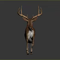 Realistic Brown Deer Running With Large Antlers On Gray Background