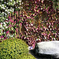 Lush Living Plant Wall with Hanging Greenery Colorful Foliage Stone Statue Pebbles and Wooden Floor