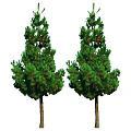 Two Green Arbor Trees With Lush Foliage And Straight Brown Trunks