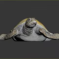 small turtle green turtle big turtle black turtle pacific turtle flat-backed turtle turtle turtle turtle turtle turtle 3d model