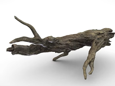 Natural Dry Tree Log With Rough Texture And Branchy Structure For Decoration 3d model