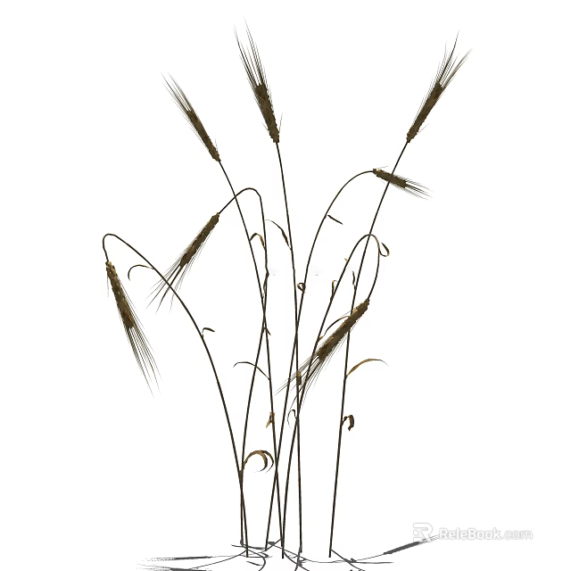 Natural Wheat Ears With Slender Stalks On White Background For Decorative 3d model 