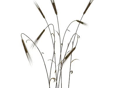 Natural Wheat Ears With Slender Stalks On White Background For Decorative 3d model