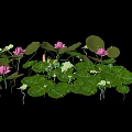 Vibrant Aquatic Plants With Pink Water Lilies And Lush Green Lotus Leaves