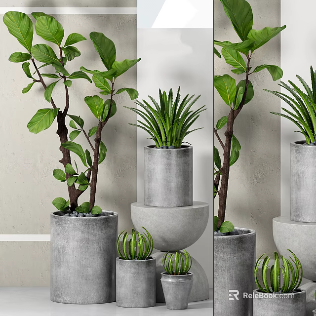 Modern Bonsai Potted Plants With Fiddle Leaf Fig And Aloe Vera In Concrete Pots 3d model 