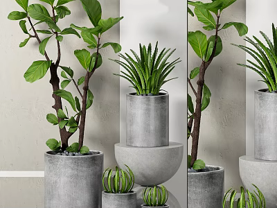Modern Bonsai Potted Plants With Fiddle Leaf Fig And Aloe Vera In Concrete Pots 3d model
