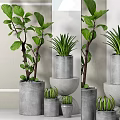 Modern Bonsai Potted Plants With Fiddle Leaf Fig And Aloe Vera In Concrete Pots