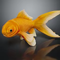 Yellow Aquatic Animal Goldfish with Flowing Tail in Dark Background Showing Reflection
