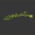 Fern Plant With Green Lush Spreading Leaves And Vibrant Foliage On Black Background