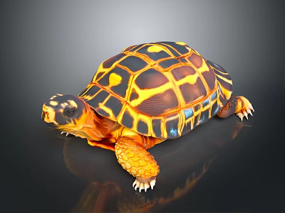 Colorful Tortoise With Yellow And Black Patterned Shell Vibrant Limbs And Head On Dark Background 3d model