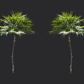 Two Green Arbor Trees with Slender Trunks and Lush Foliage Against Black Background