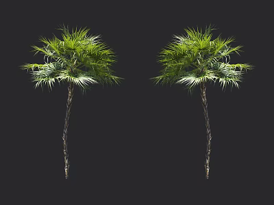 Two Green Arbor Trees with Slender Trunks and Lush Foliage Against Black Background 3d model