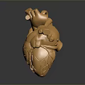 Golden Detailed Human Heart Anatomical Model Medical Education Training Device