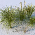 Lush Aquatic Plants With Green Leaves And Yellow Flower Spikes In Water Garden