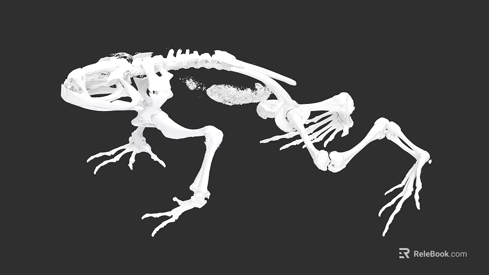 Aquatic Animal Skeleton With Detailed Anatomical Bone Structure And Scientific Illustration 3d model 