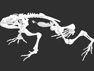 Aquatic Animal Skeleton With Detailed Anatomical Bone Structure And Scientific Illustration 3d model