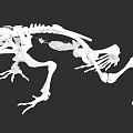 Aquatic Animal Skeleton With Detailed Anatomical Bone Structure And Scientific Illustration