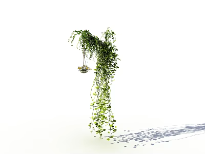 Lush Hanging Vine With Green Trailing Leaves And Soft Shadows On White Background 3d model