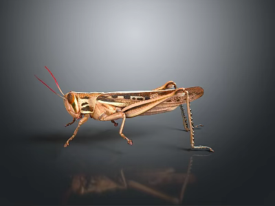 Realistic Brown Grasshopper With Red Antennae Body Patterns And Long Legs On Dark Background 3d model